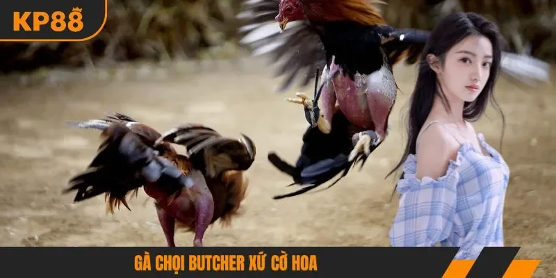 Gà chọi Butcher xứ cờ hoa